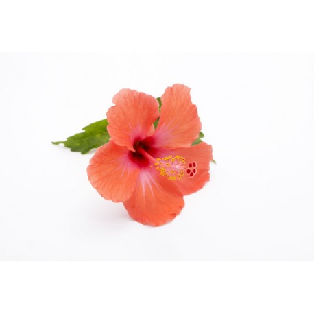 stickers tiare rouge