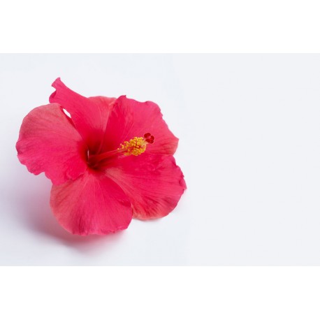 stickers tiare salon