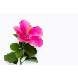 sticker tiare deco chambre