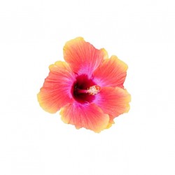 sticker tiare decoration