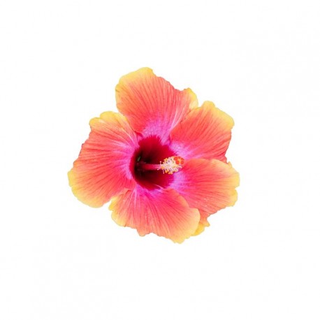 sticker tiare decoration