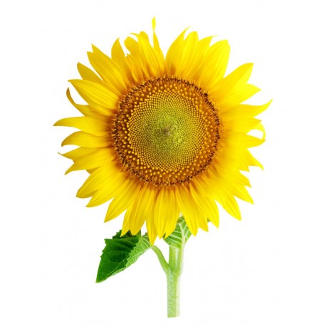 autocollant mural tournesol