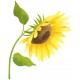 autocollant mural tournesol cuisine
