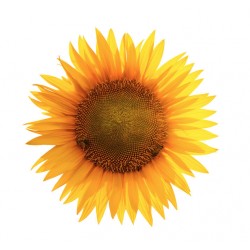 autocollants abeille