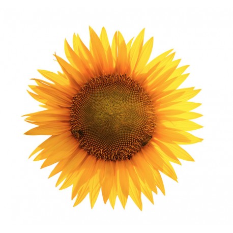 autocollants abeille