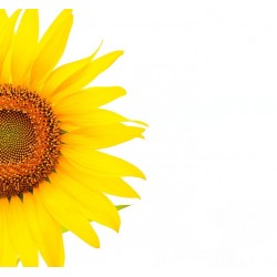 autocollants tournesol