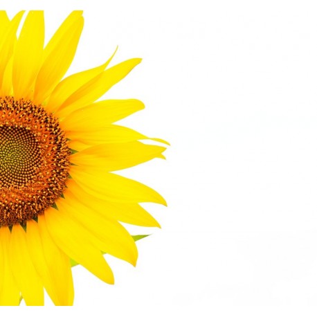 autocollants tournesol