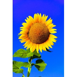 autocollants tournesol chambre enfant
