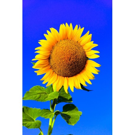 autocollants tournesol chambre enfant