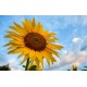 autocollants tournesol deco enfant