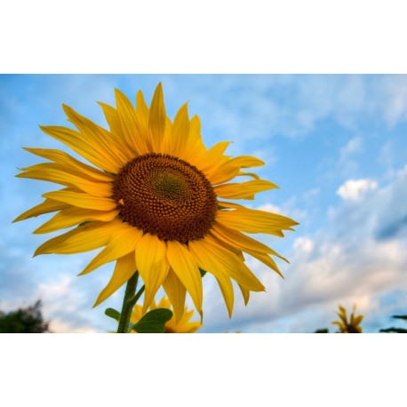 autocollants tournesol deco enfant