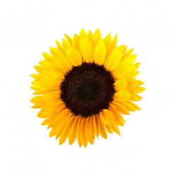 autocollants tournesol decoration