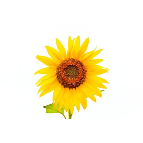 autocollants tournesol geant
