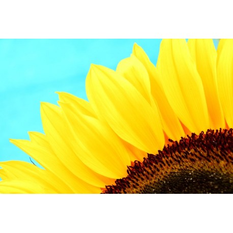 autocollants tournesol jaune