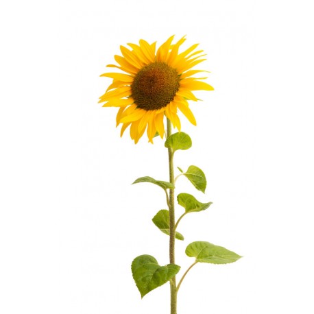 autocollants tournesol deco