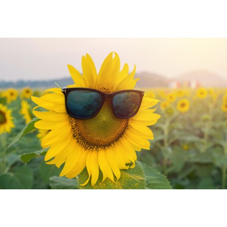 autocollant tournesol jaune