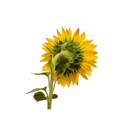 autocollant tournesol lunette de soleil