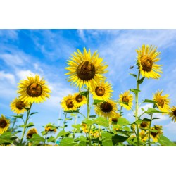 sticker mural tournesol chambre