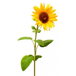 sticker mural tournesol champs