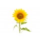 sticker mural tournesol decoration