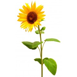 sticker mural tournesol jaune