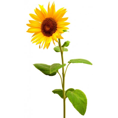 sticker mural tournesol jaune