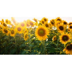 sticker mural tournesol salon