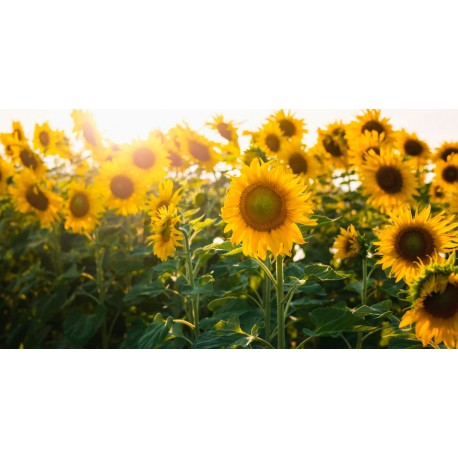 sticker mural tournesol salon