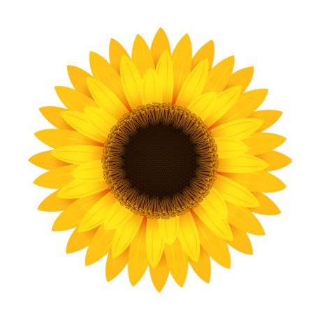 stickers muraux tournesol geant