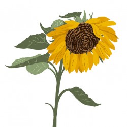 stickers muraux tournesol jaune