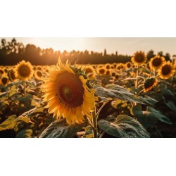 stickers muraux tournesol salon