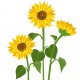 stickers tournesol deco