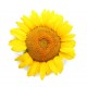 stickers tournesol decoration