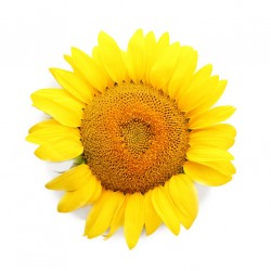 stickers tournesol decoration