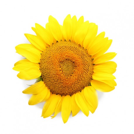 stickers tournesol decoration