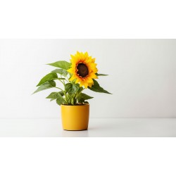 stickers tournesol geant