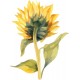 sticker tournesol decoratif