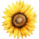 sticker tournesol deco salon