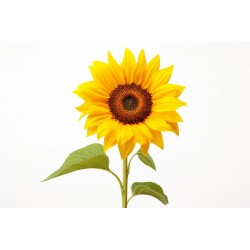 sticker tournesol jaune