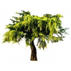 autocollants muraux sapin