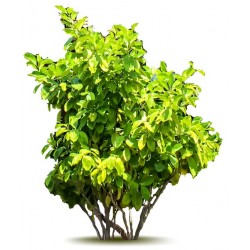 sticker arbre cypres