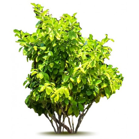 sticker arbre cypres