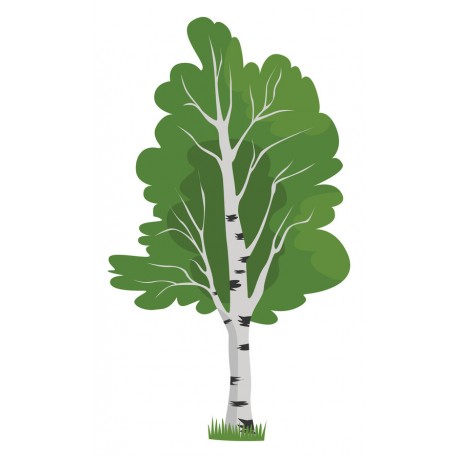 autocollants mural bouleau