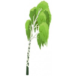 stickers mural bouleaux