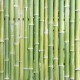 autocollant bambou mural
