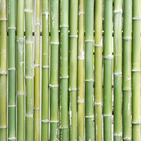 autocollant bambou mural