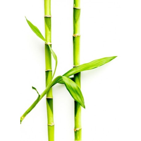 autocollant bambou texture verts