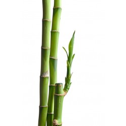 autocollants bambou mural