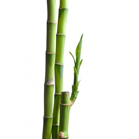 autocollant salle de bain zen design