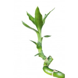 sticker mural bambou